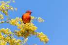 Vermillion flycatcher male in blooming mesquite tree, Pima County, Arizona. Art Print